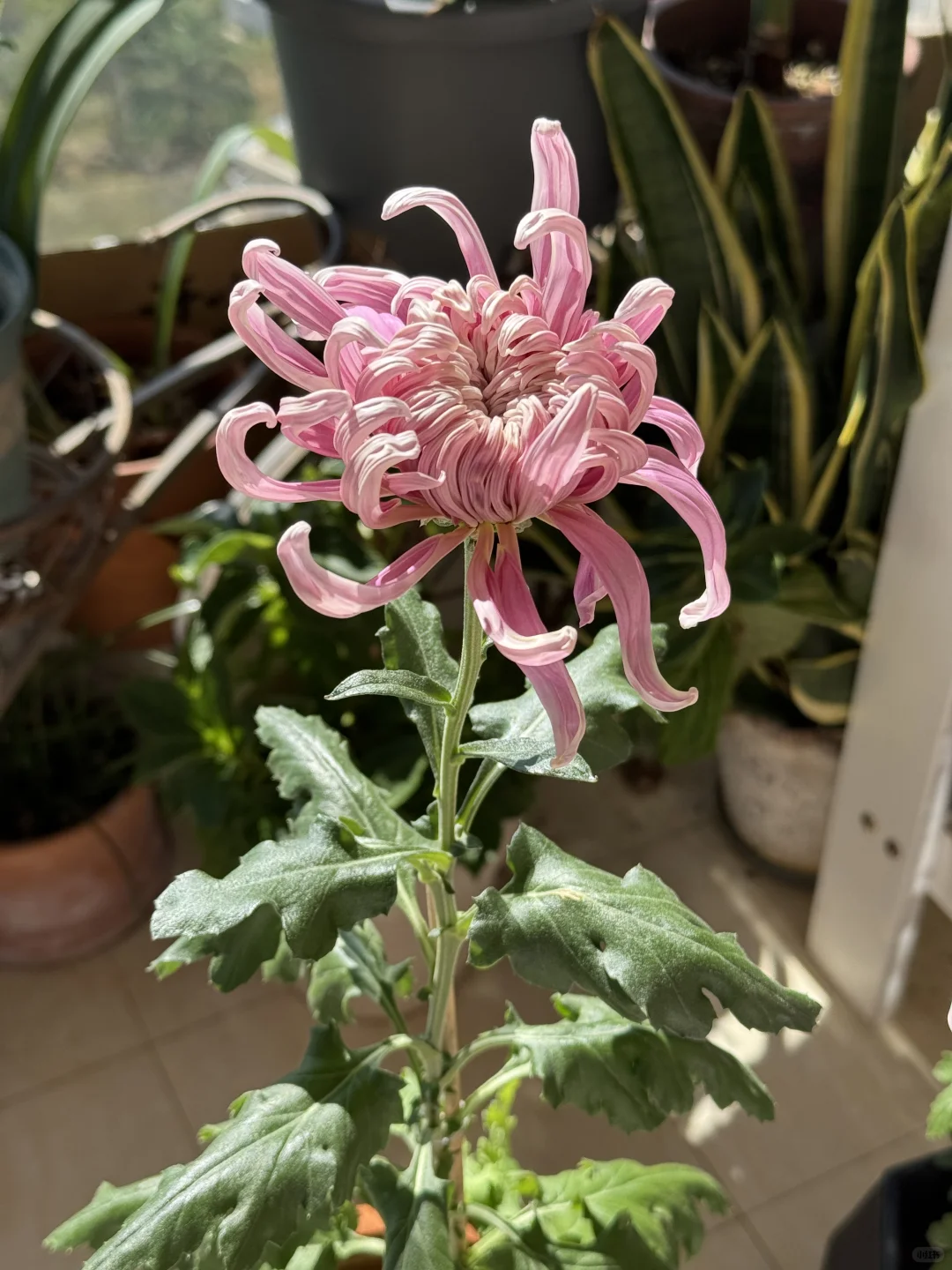 新花旧花都喜欢，一个娇艳欲滴，一个风情万种