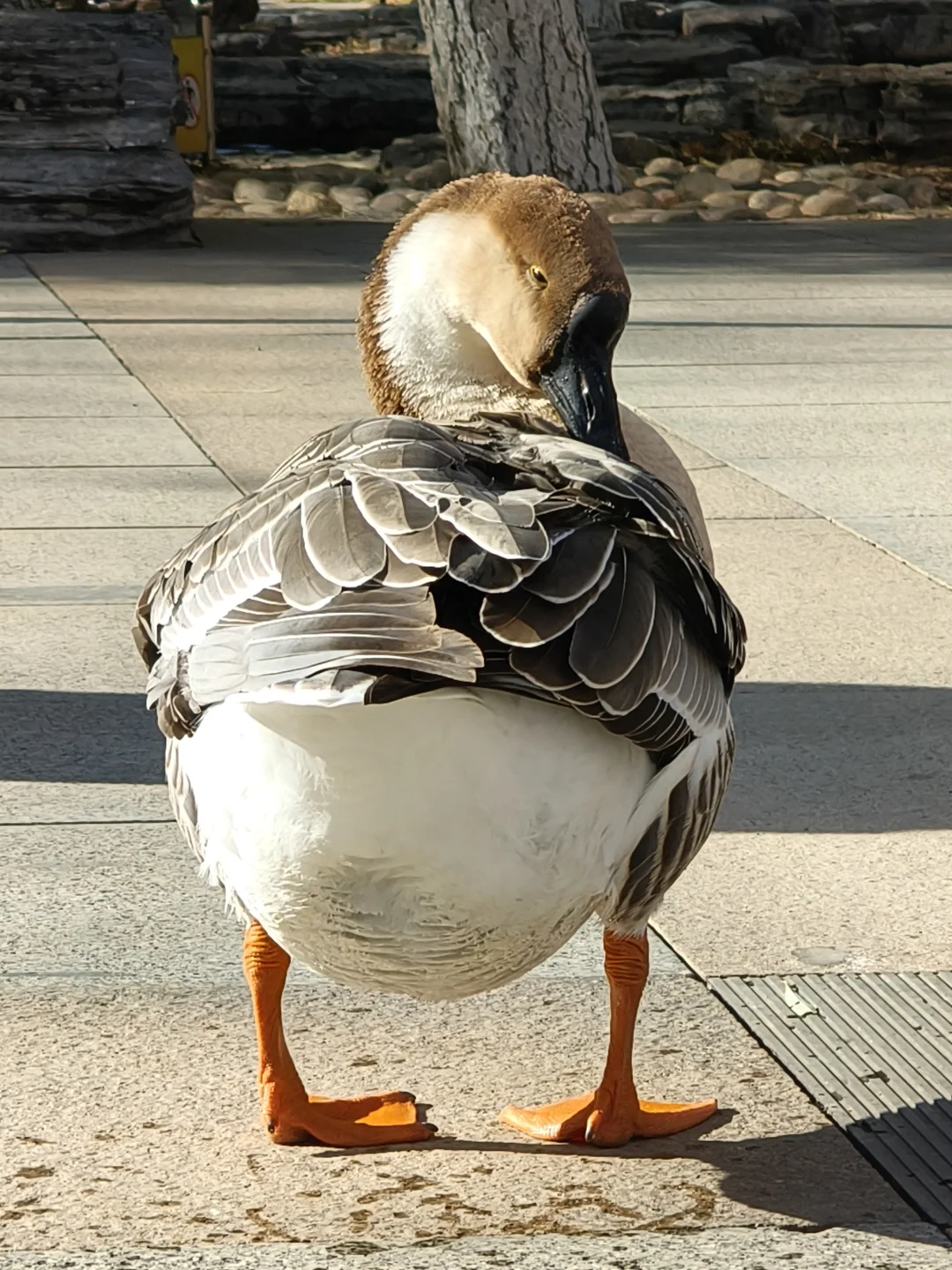 我在你深情的屁股里看见一汪湖水