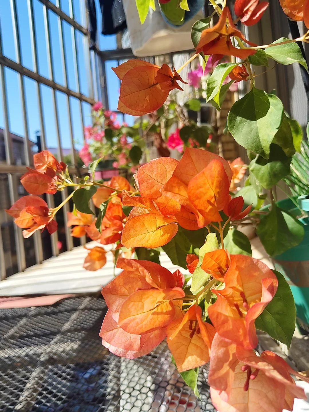 阳光下的三开得多娇艳