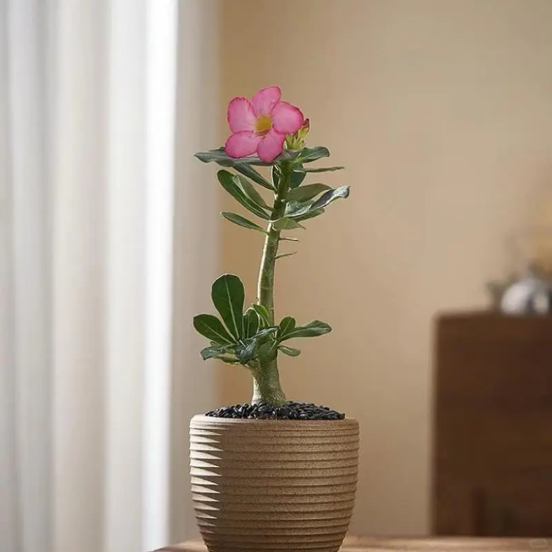 ✨曾经我养啥死啥，直到用了沙漠玫瑰，一切都改变了