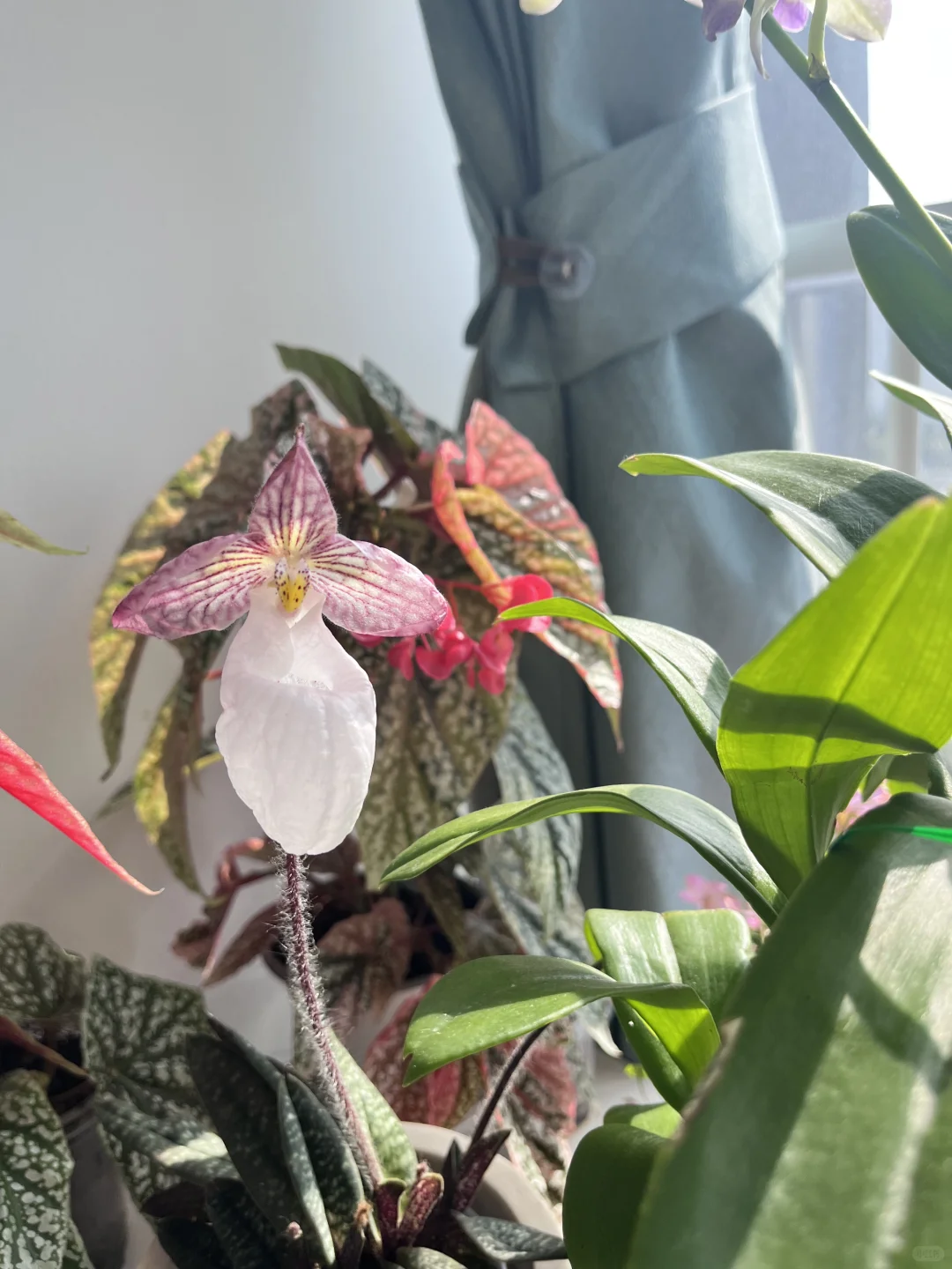 第一次种酢浆草大成功