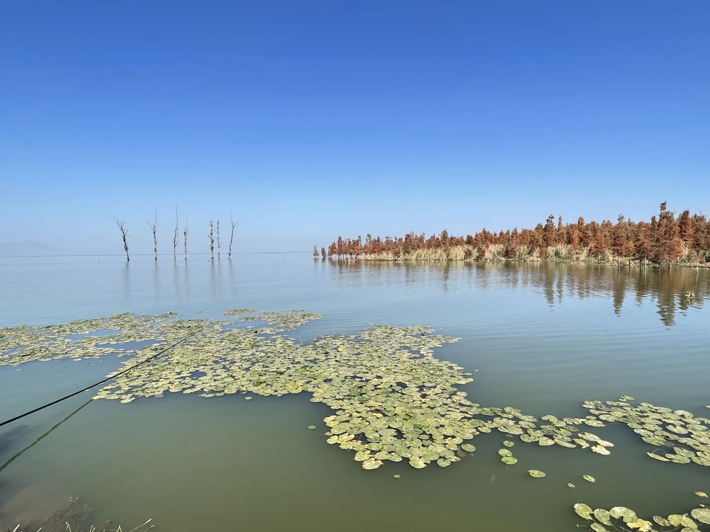 滇池南岸湿地边的水杉林被彻底染红了