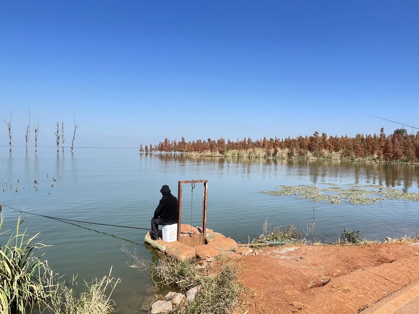 滇池南岸湿地边的水杉林被彻底染红了