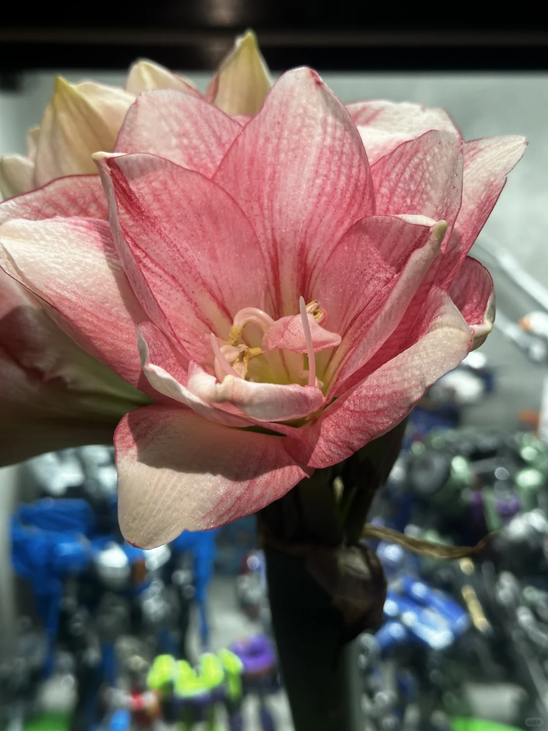 我养的朱顶红和自己生的人类幼崽