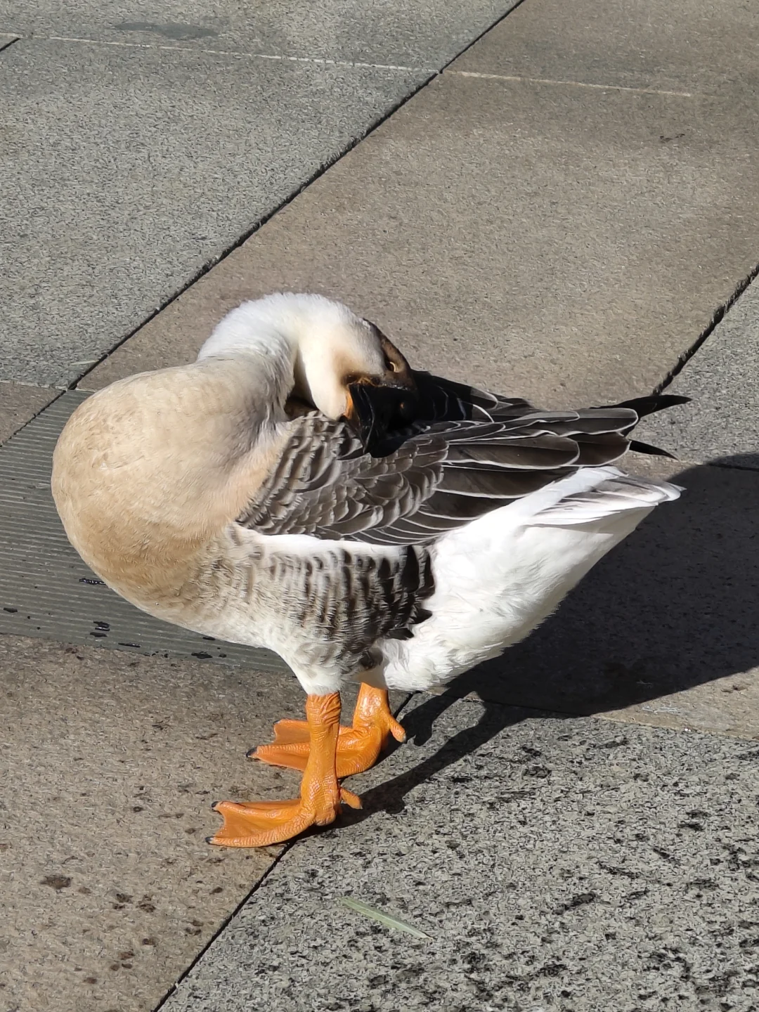 我在你深情的屁股里看见一汪湖水