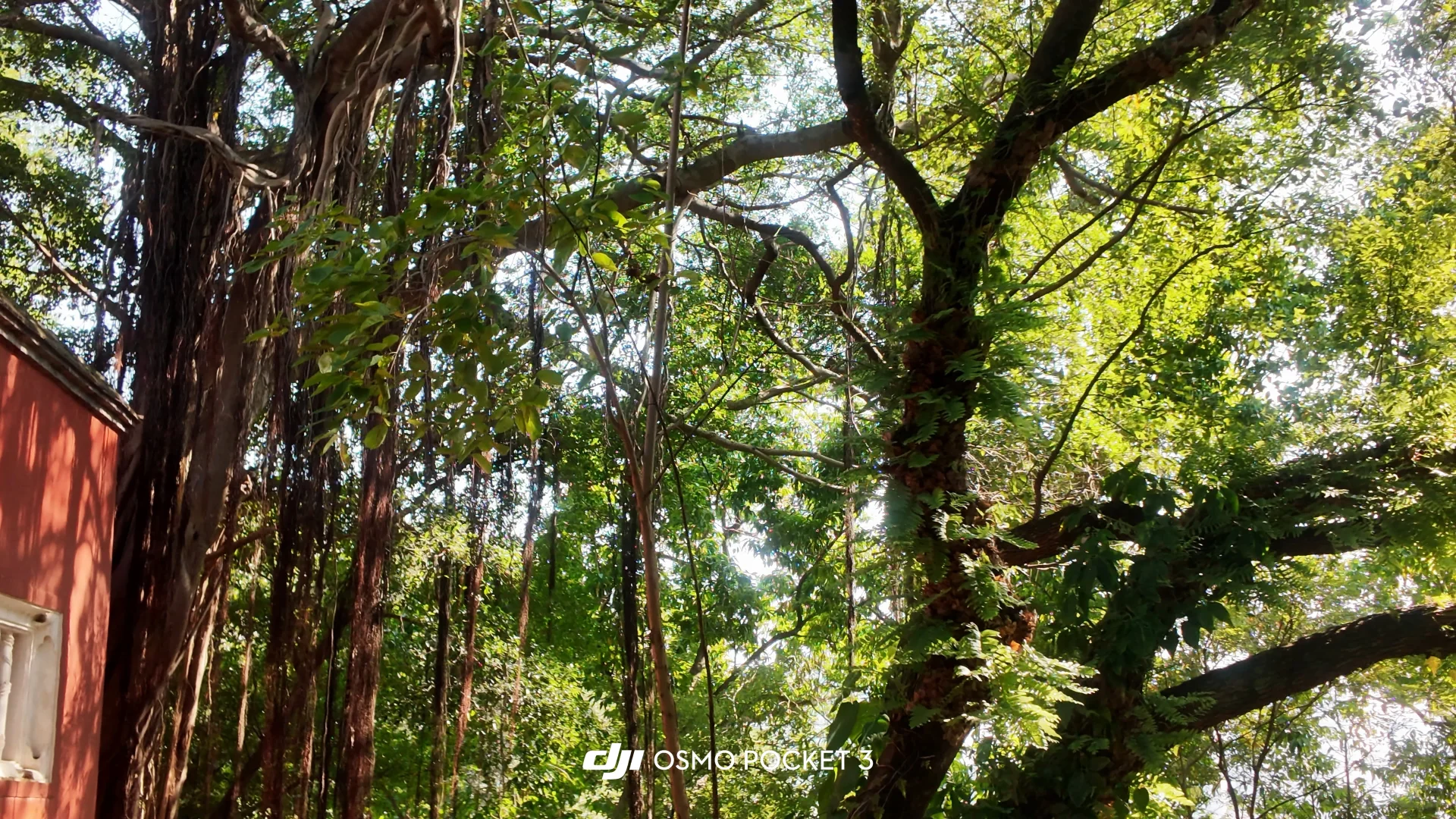 大疆pocket3📹拍出清透富士感🫧！（附参数♡.