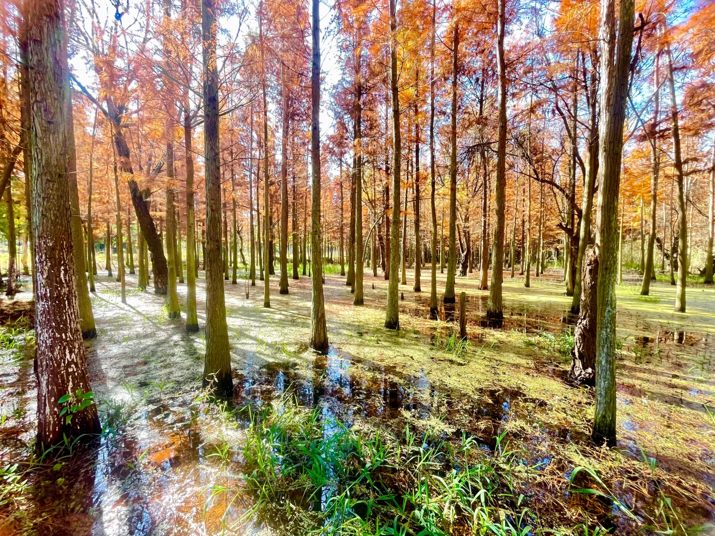 滇池南岸湿地边的水杉林被彻底染红了