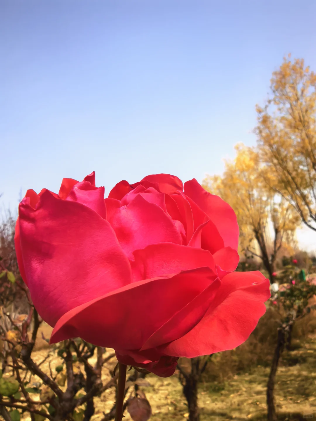 冬日月季花开愈显娇艳