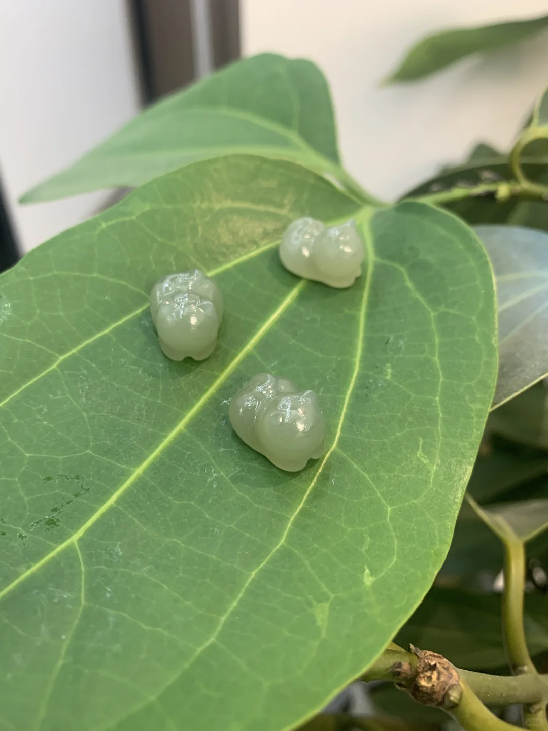 一波可爱的趴趴猫们来袭～