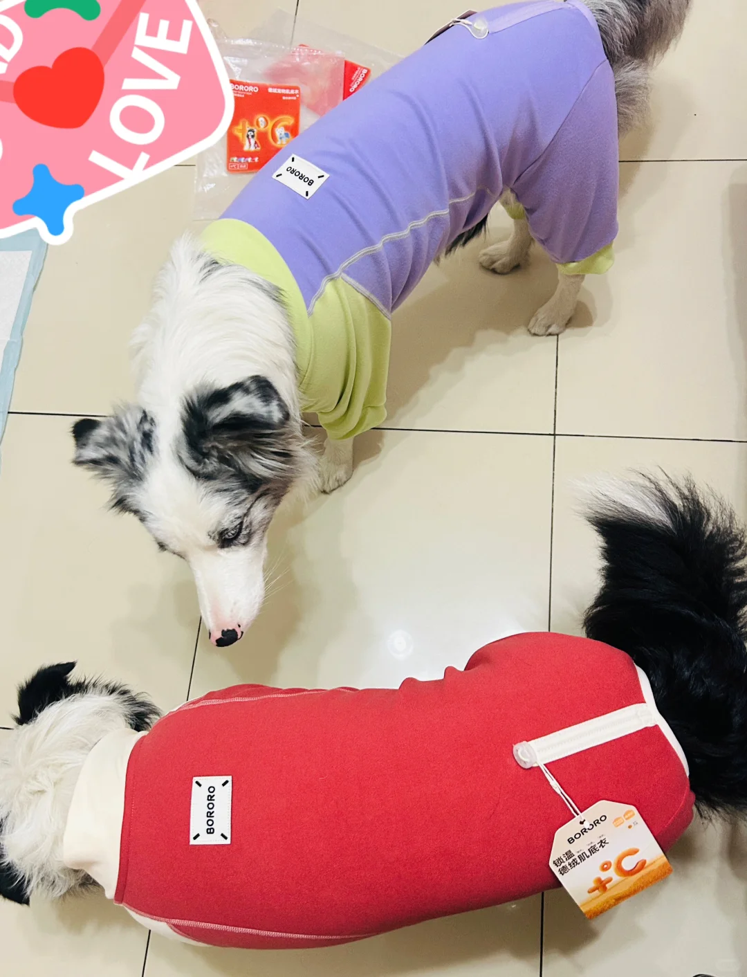 丰盈饱满的身姿🐶