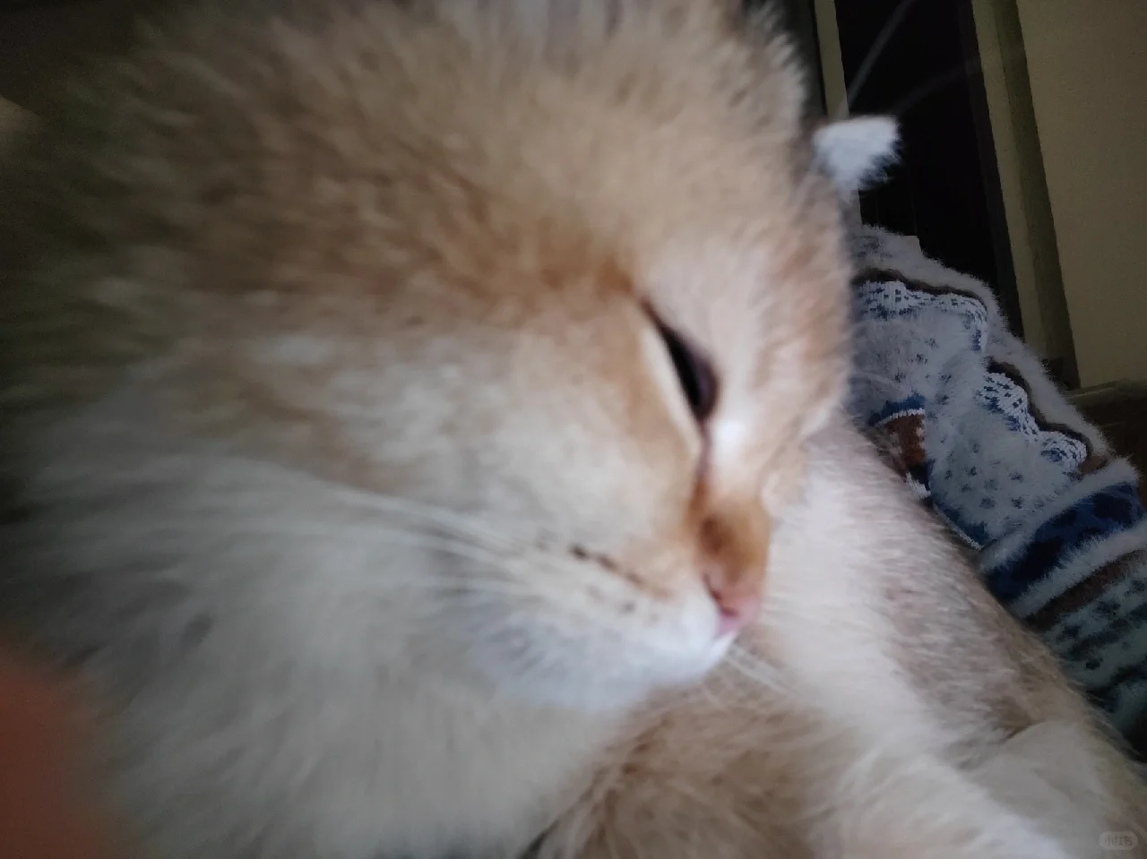 喵喵我呀可会抛媚眼了