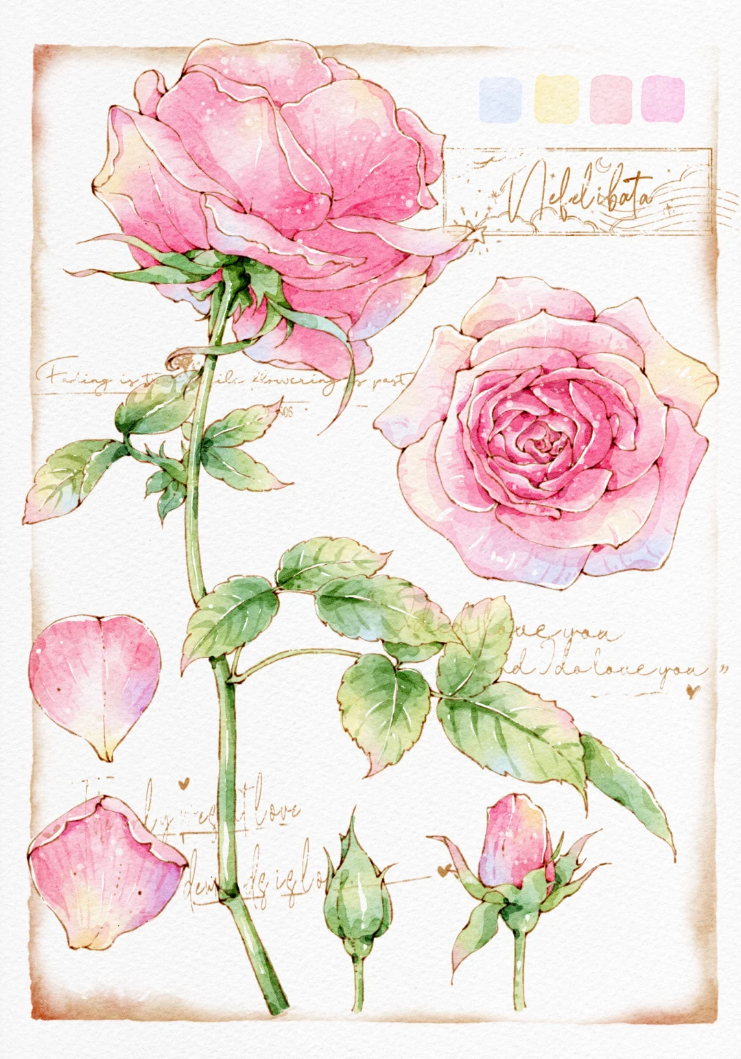 iPad水彩 粉色玫瑰图鉴