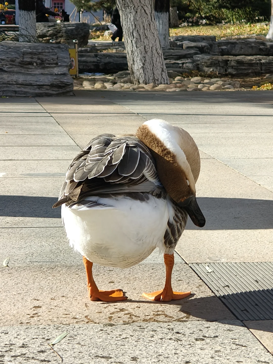 我在你深情的屁股里看见一汪湖水