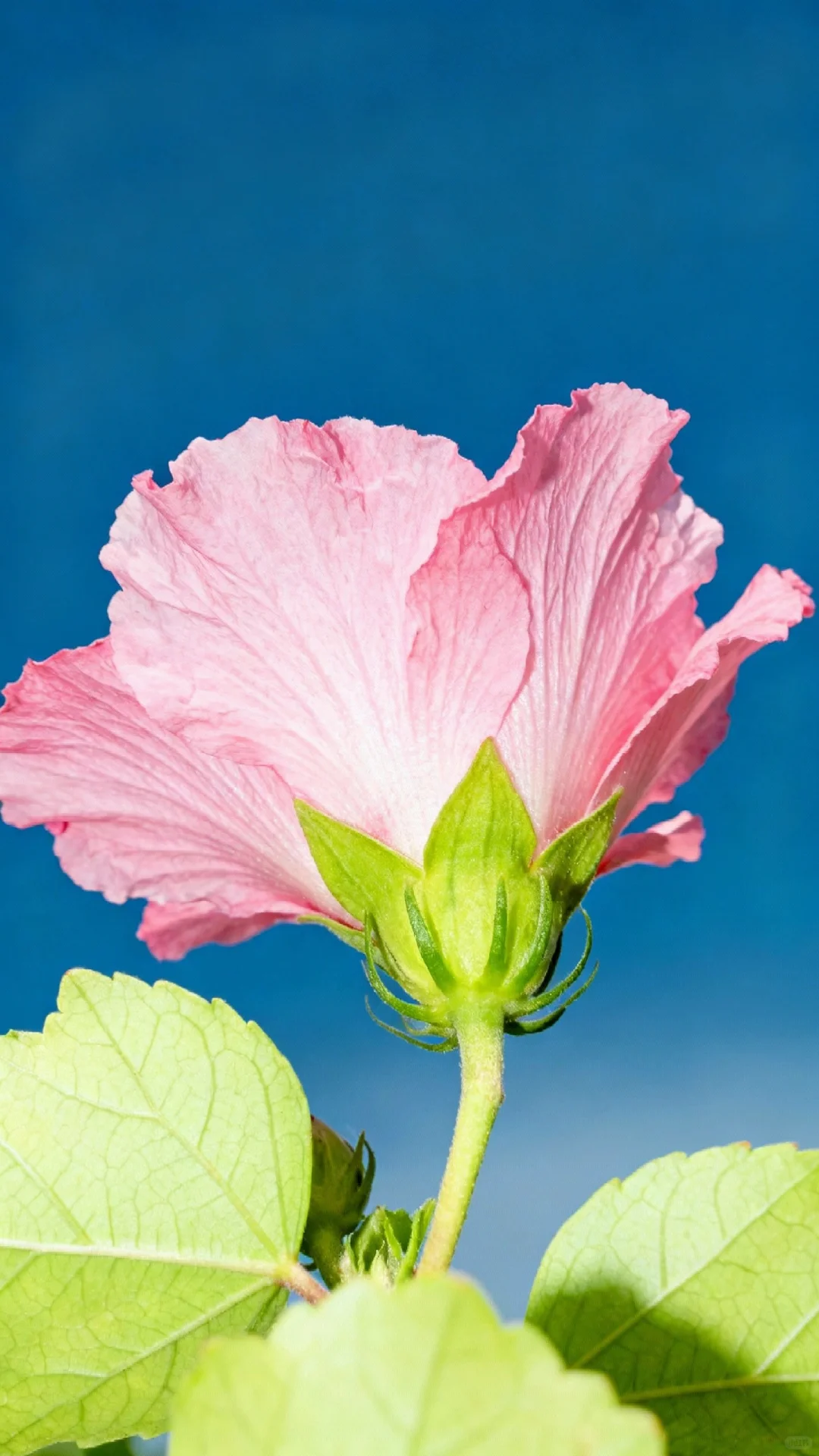 木槿花开，娇艳欲滴，芬芳四溢，令人陶醉。