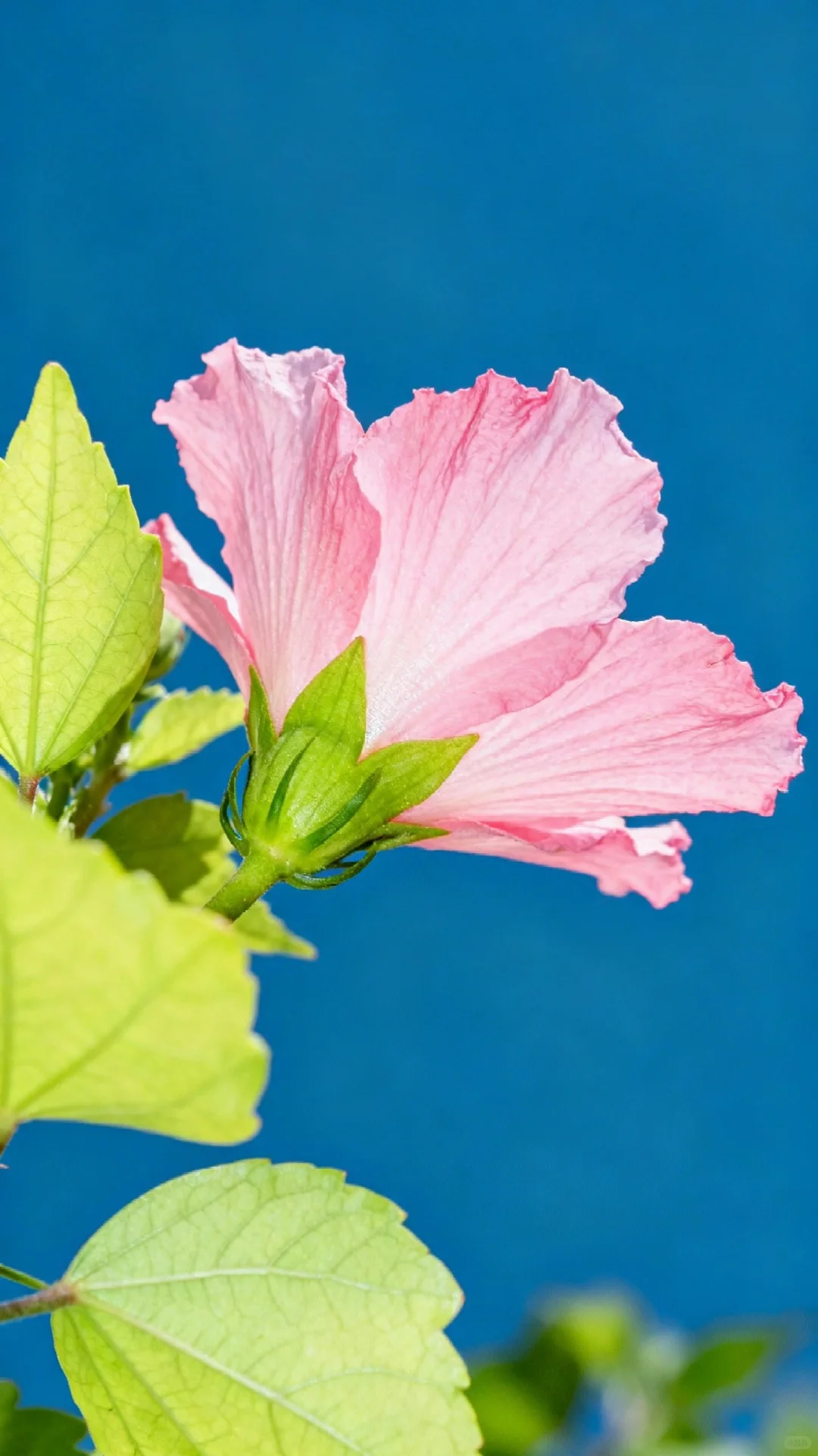 木槿花开，娇艳欲滴，芬芳四溢，令人陶醉。
