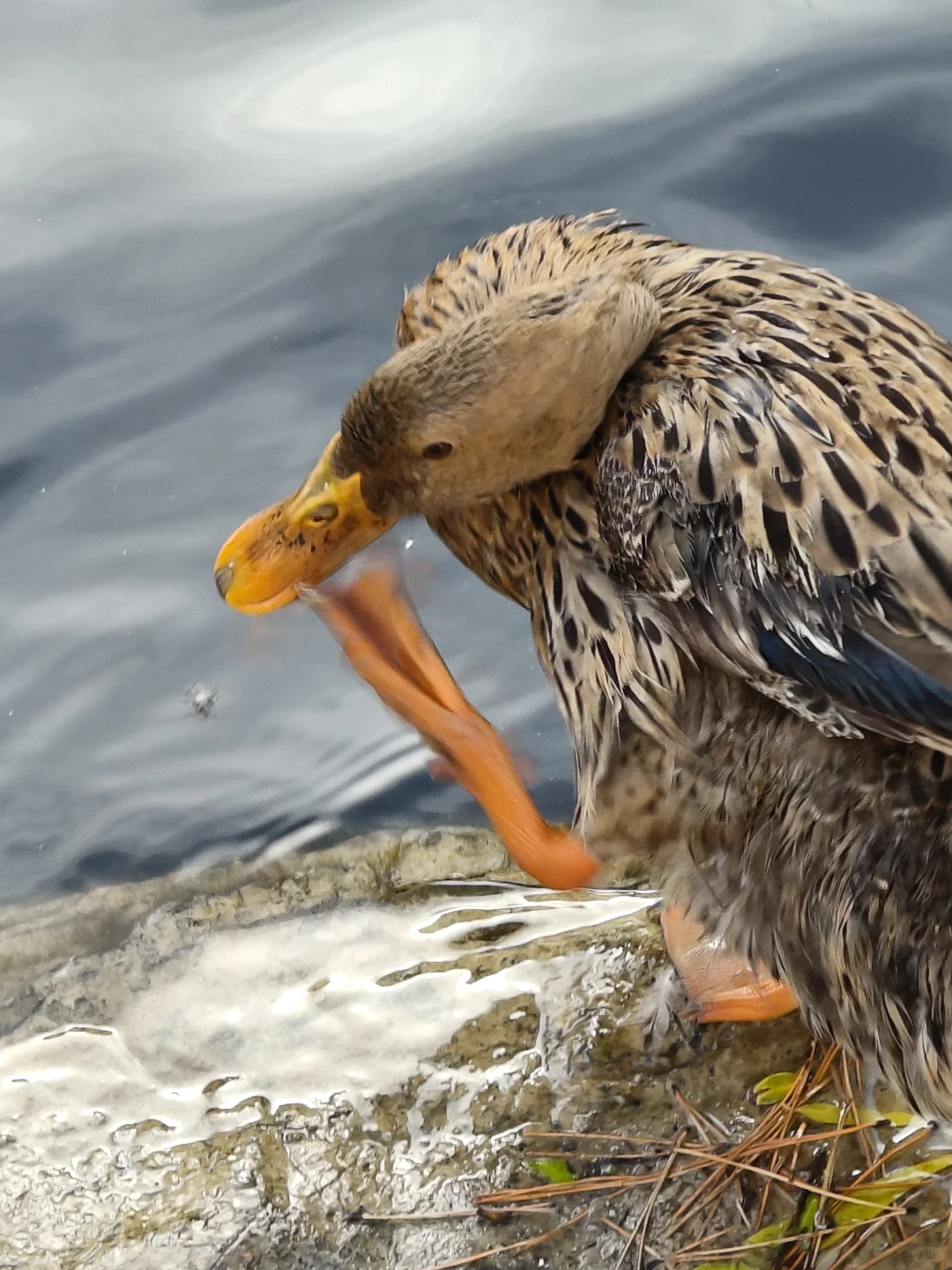 我在你深情的屁股里看见一汪湖水