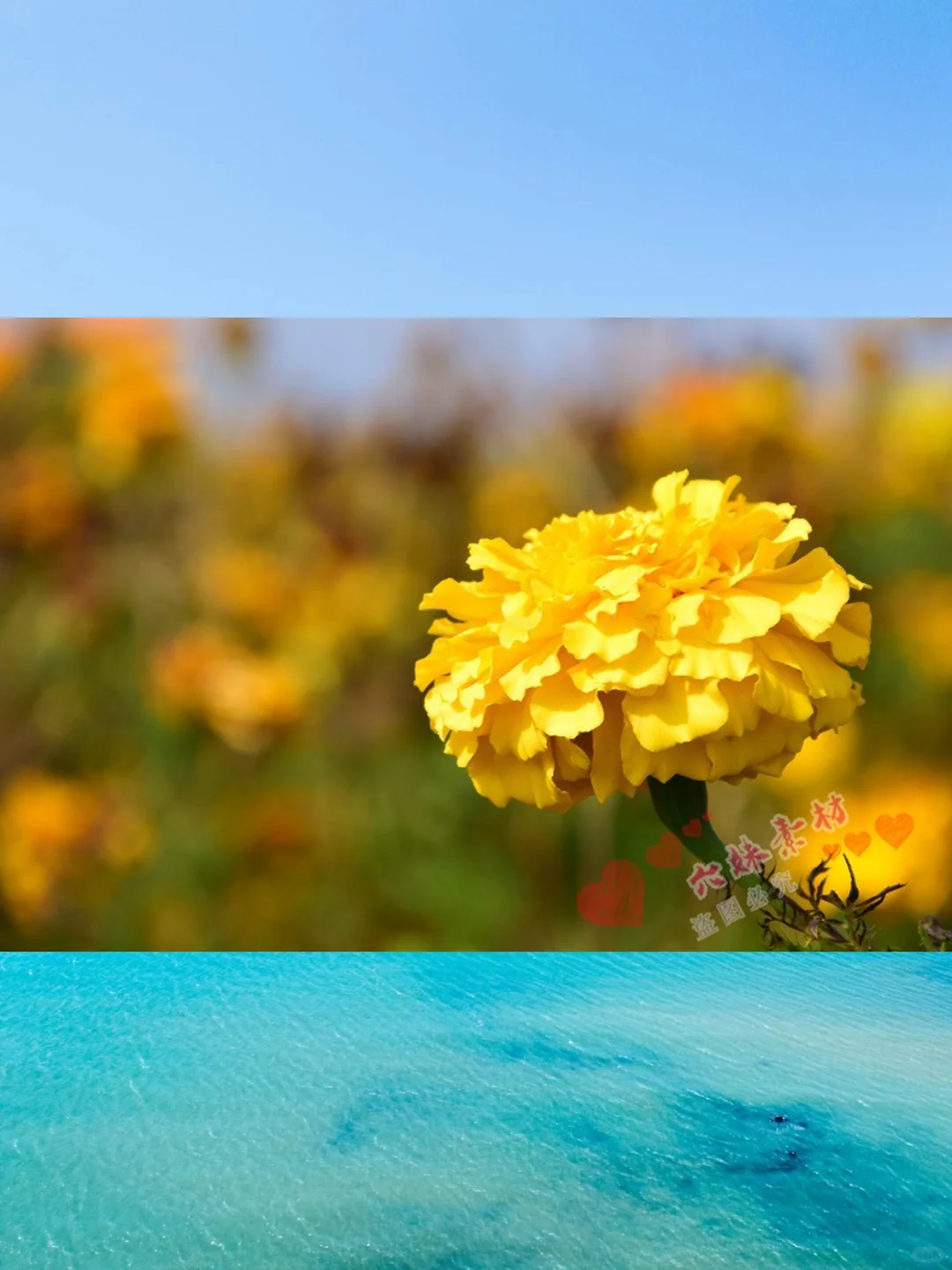 4K高清康乃馨图片母亲节摄影PS素材图库