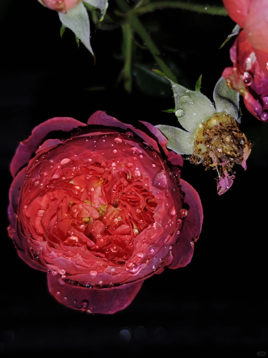 深秋的月季开出了最标准的花型