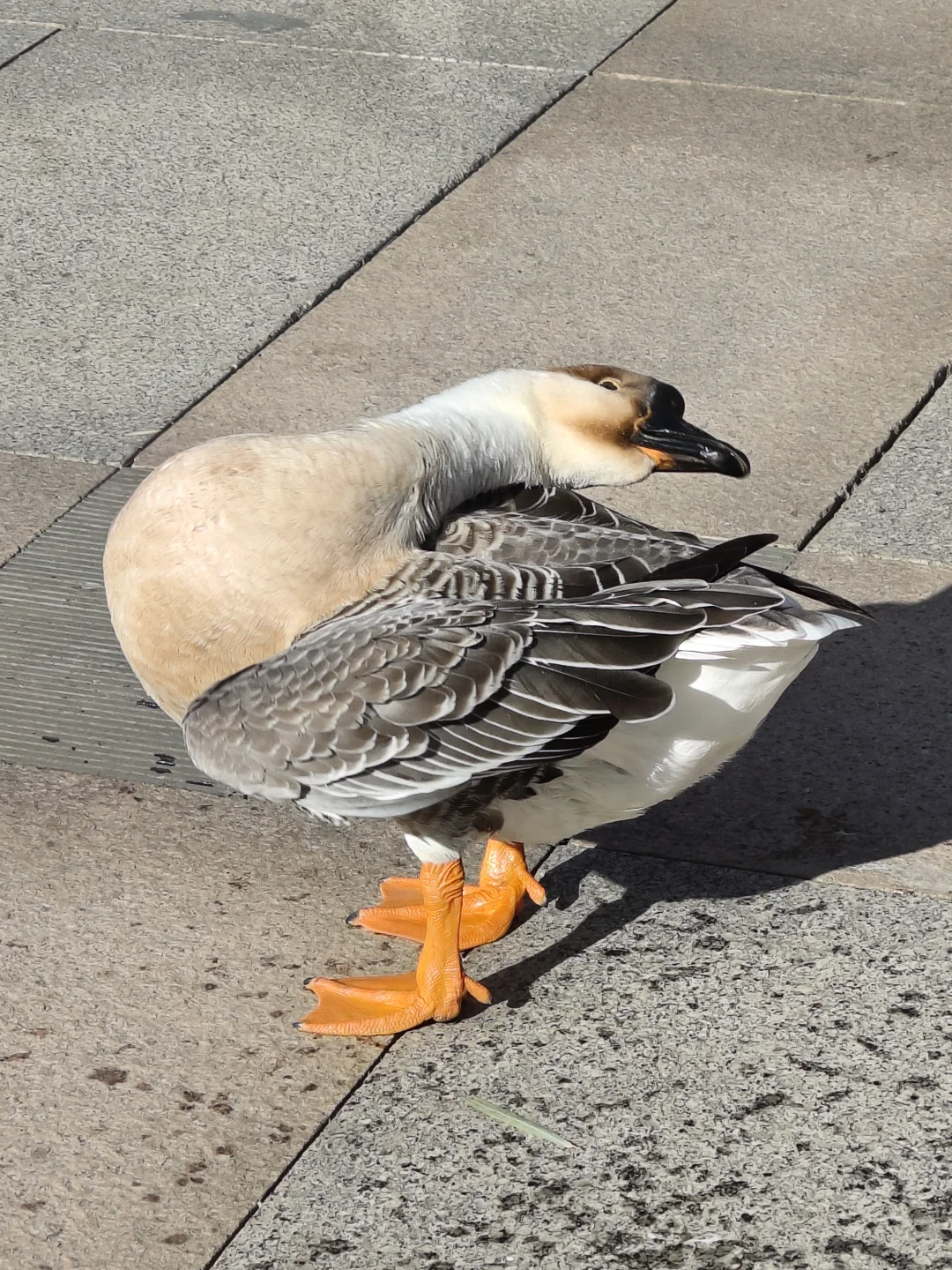 我在你深情的屁股里看见一汪湖水