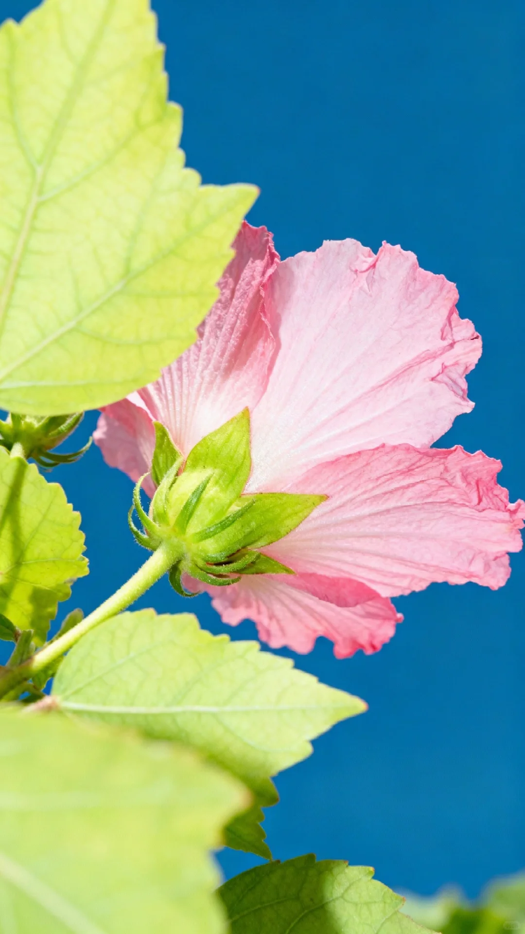 木槿花开，娇艳欲滴，芬芳四溢，令人陶醉。