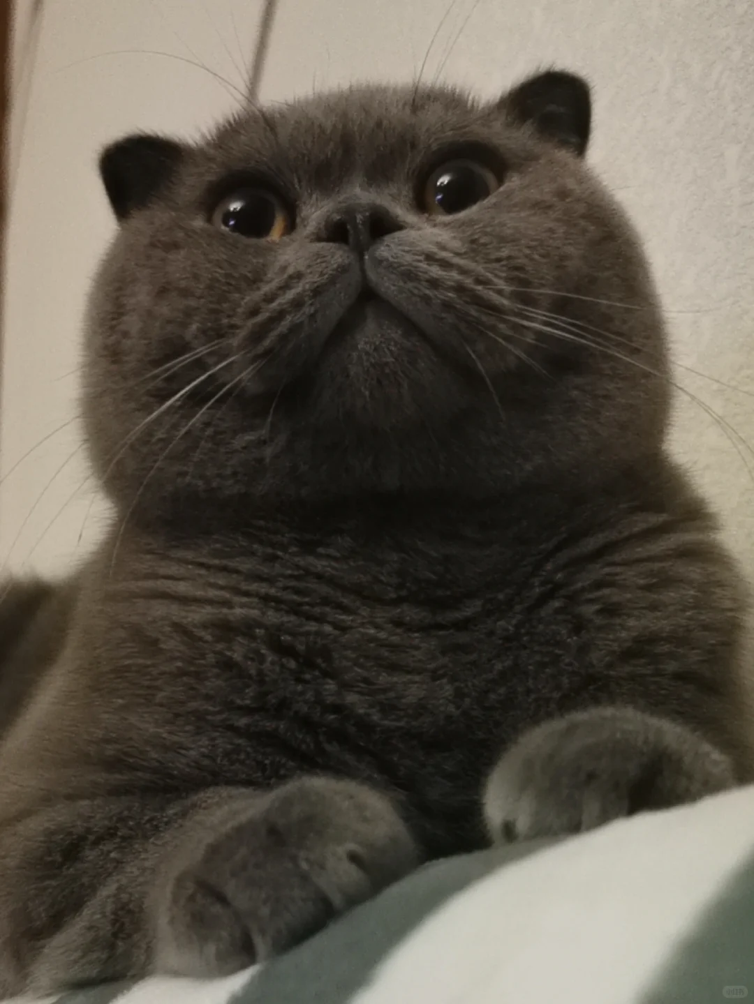 抛了个媚眼给红薯们