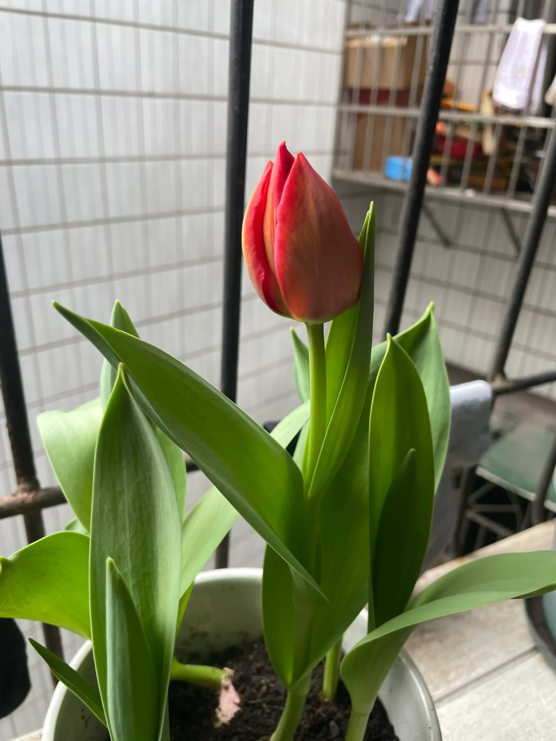 该怎么去形容你的美