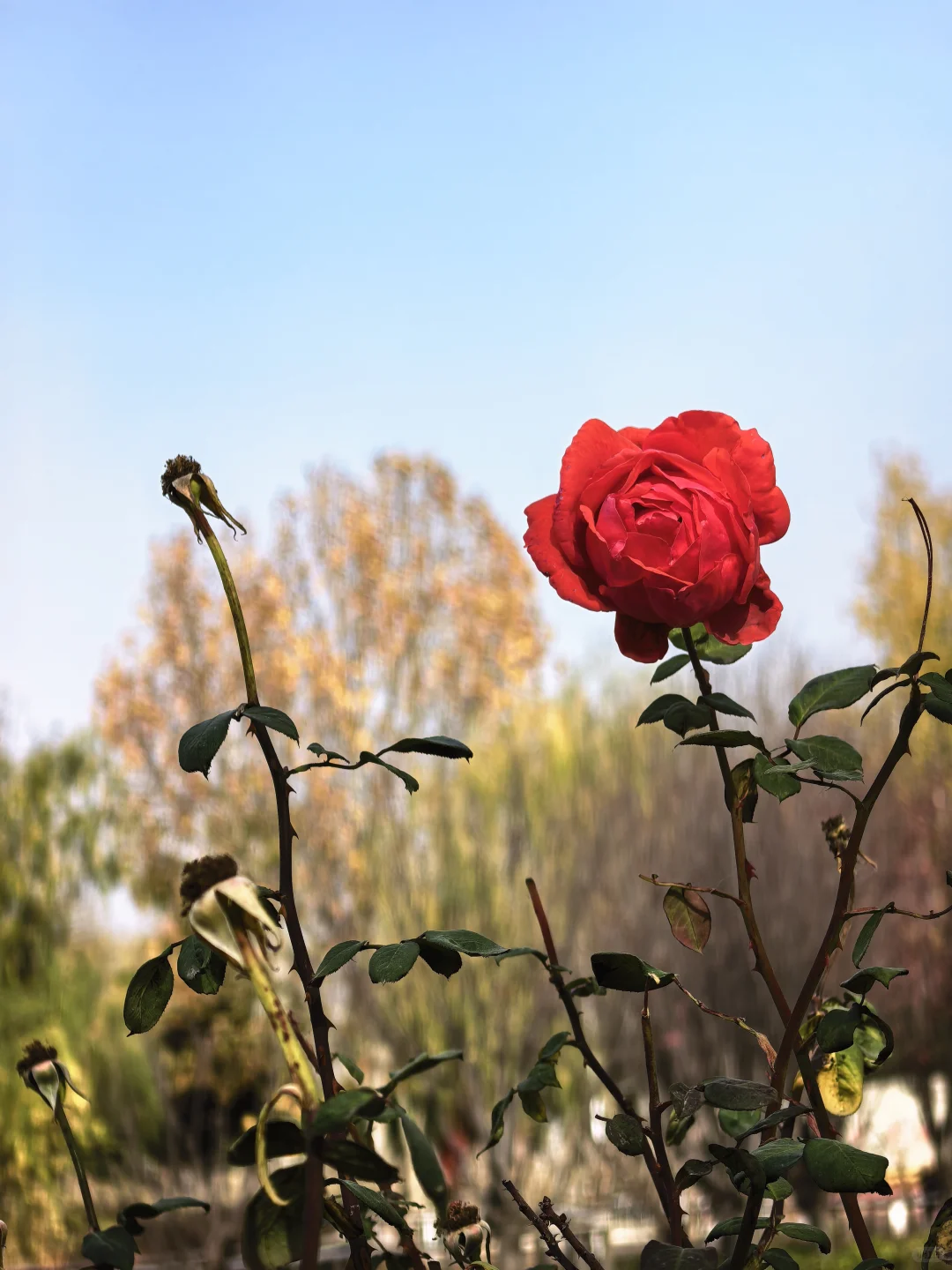 冬日月季花开愈显娇艳