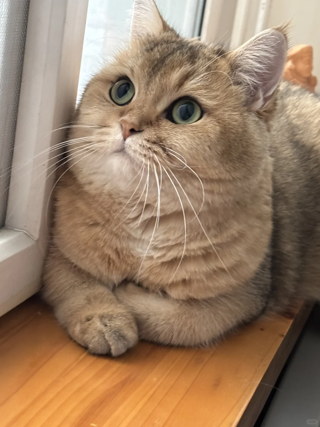 日渐丰腴的CO宝。