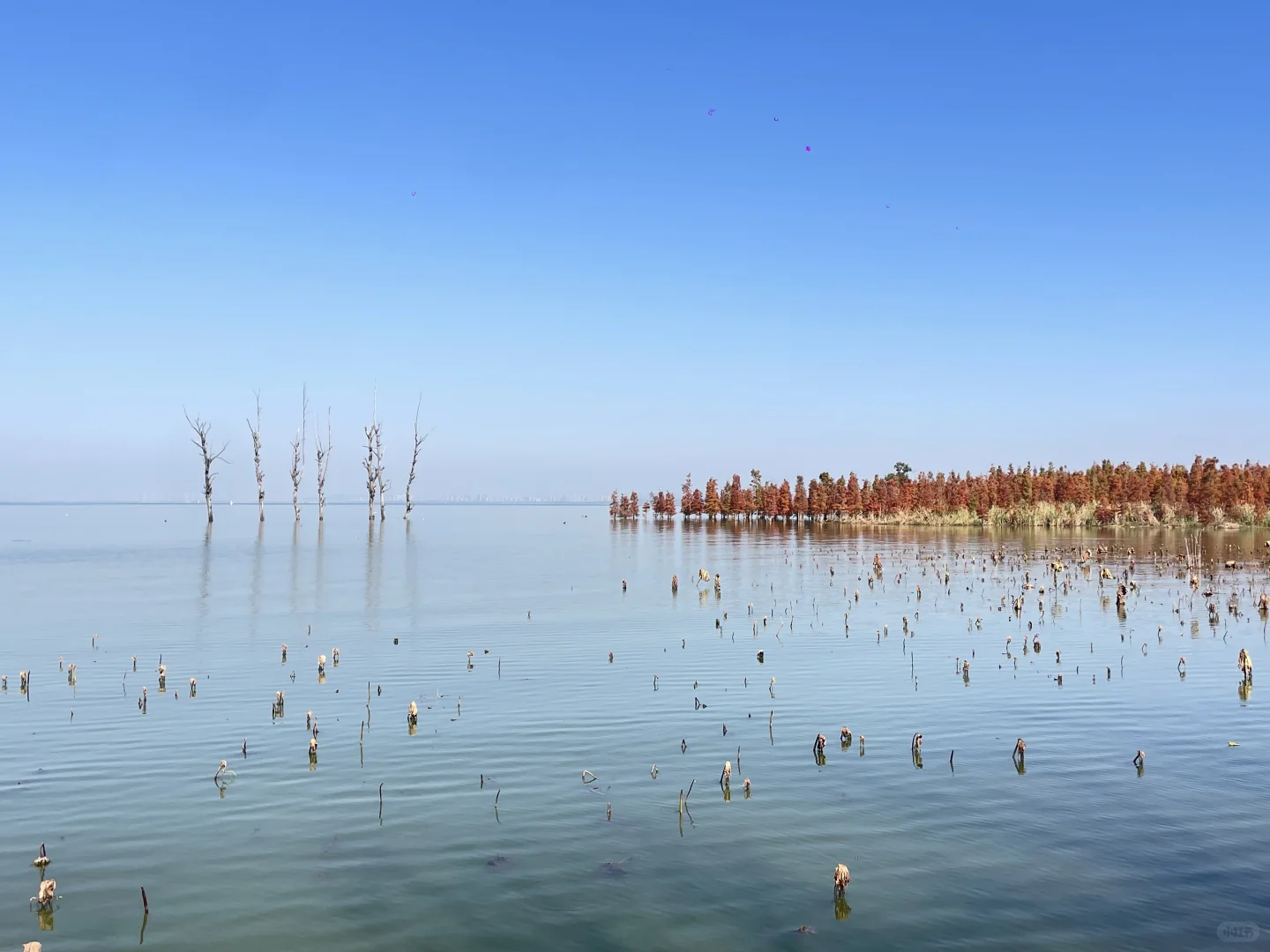 滇池南岸湿地边的水杉林被彻底染红了