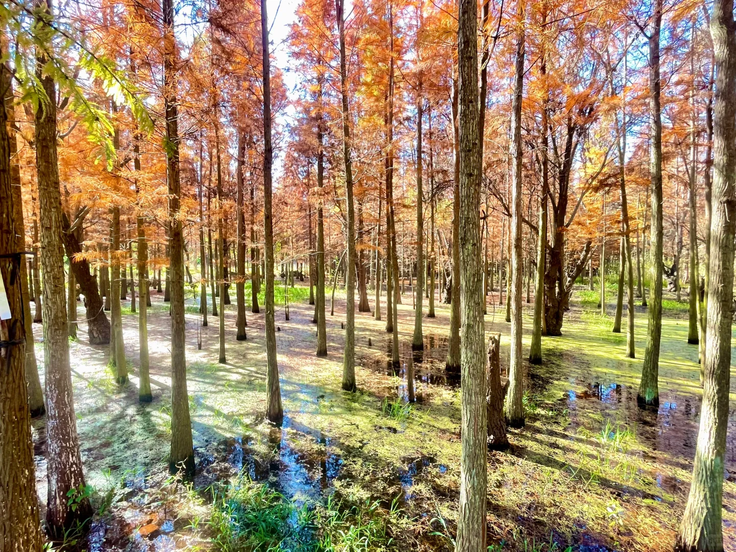 滇池南岸湿地边的水杉林被彻底染红了