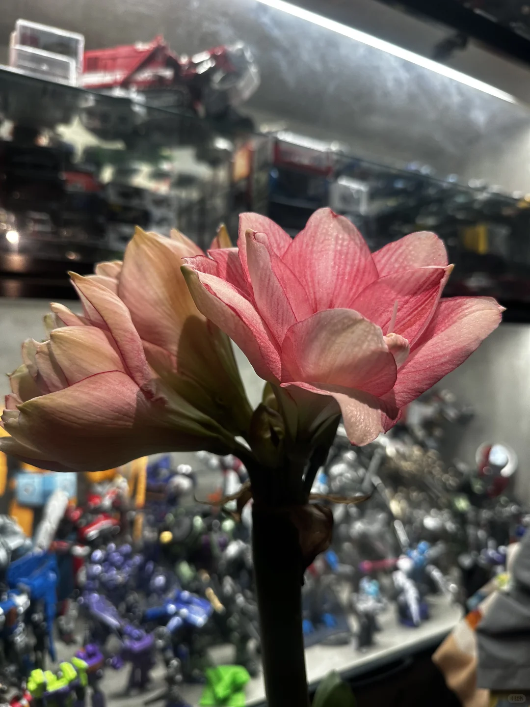 我养的朱顶红和自己生的人类幼崽