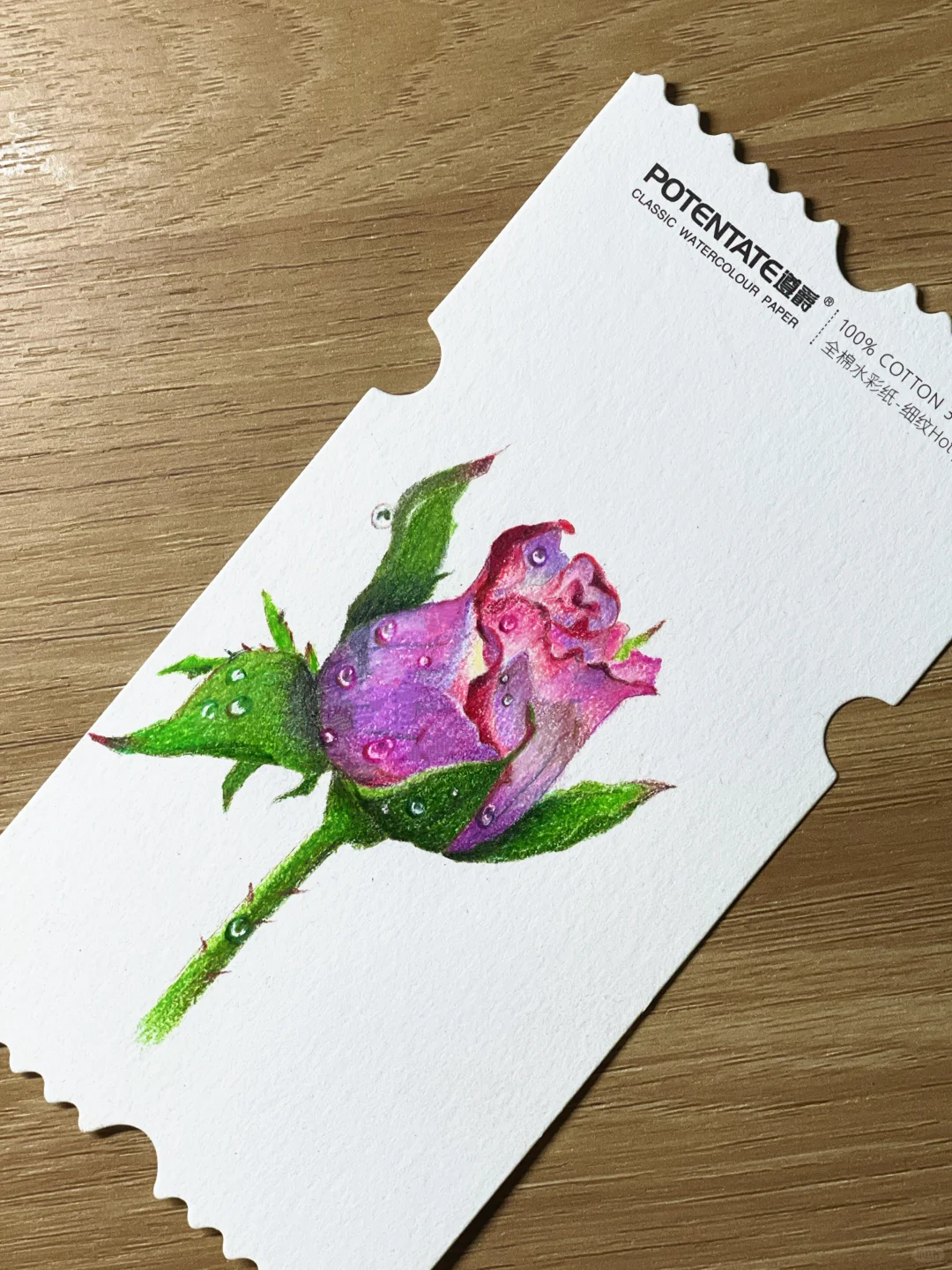 彩铅画｜娇艳欲滴的玫瑰