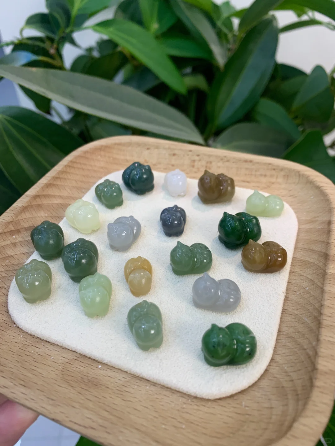 一波可爱的趴趴猫们来袭～