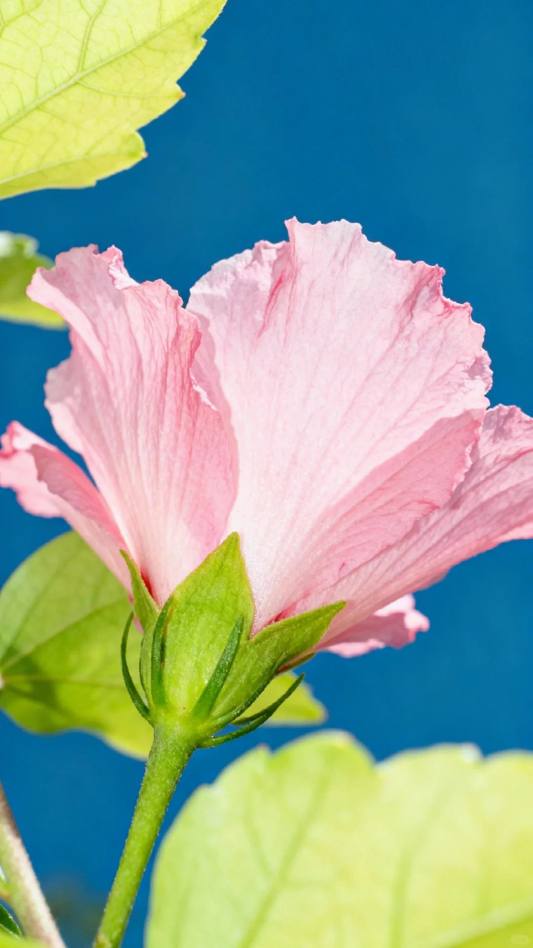 木槿花开，娇艳欲滴，芬芳四溢，令人陶醉。