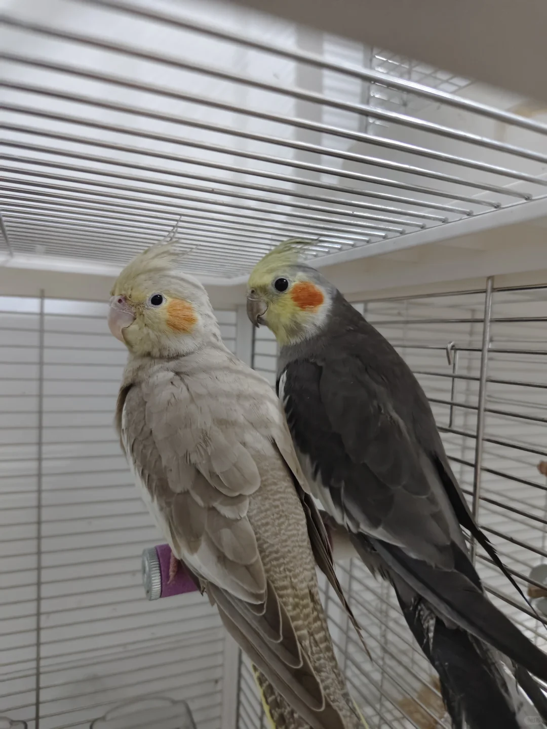 大眼帅哥和媚眼美女鸡