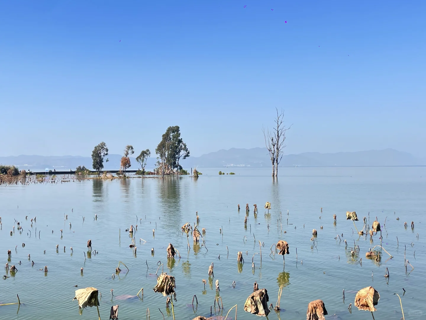 滇池南岸湿地边的水杉林被彻底染红了