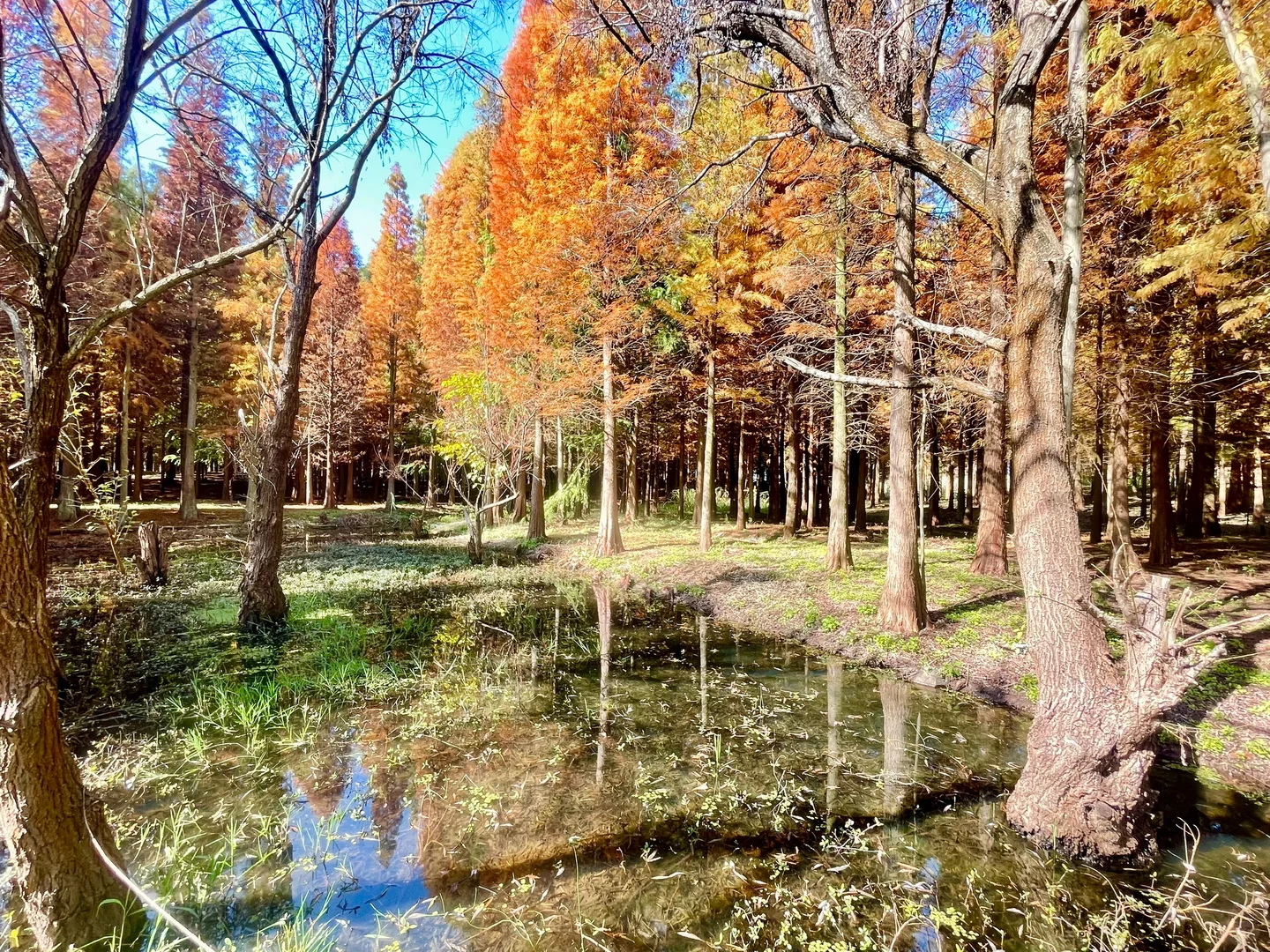 滇池南岸湿地边的水杉林被彻底染红了
