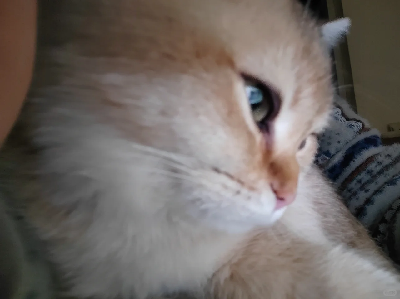 喵喵我呀可会抛媚眼了