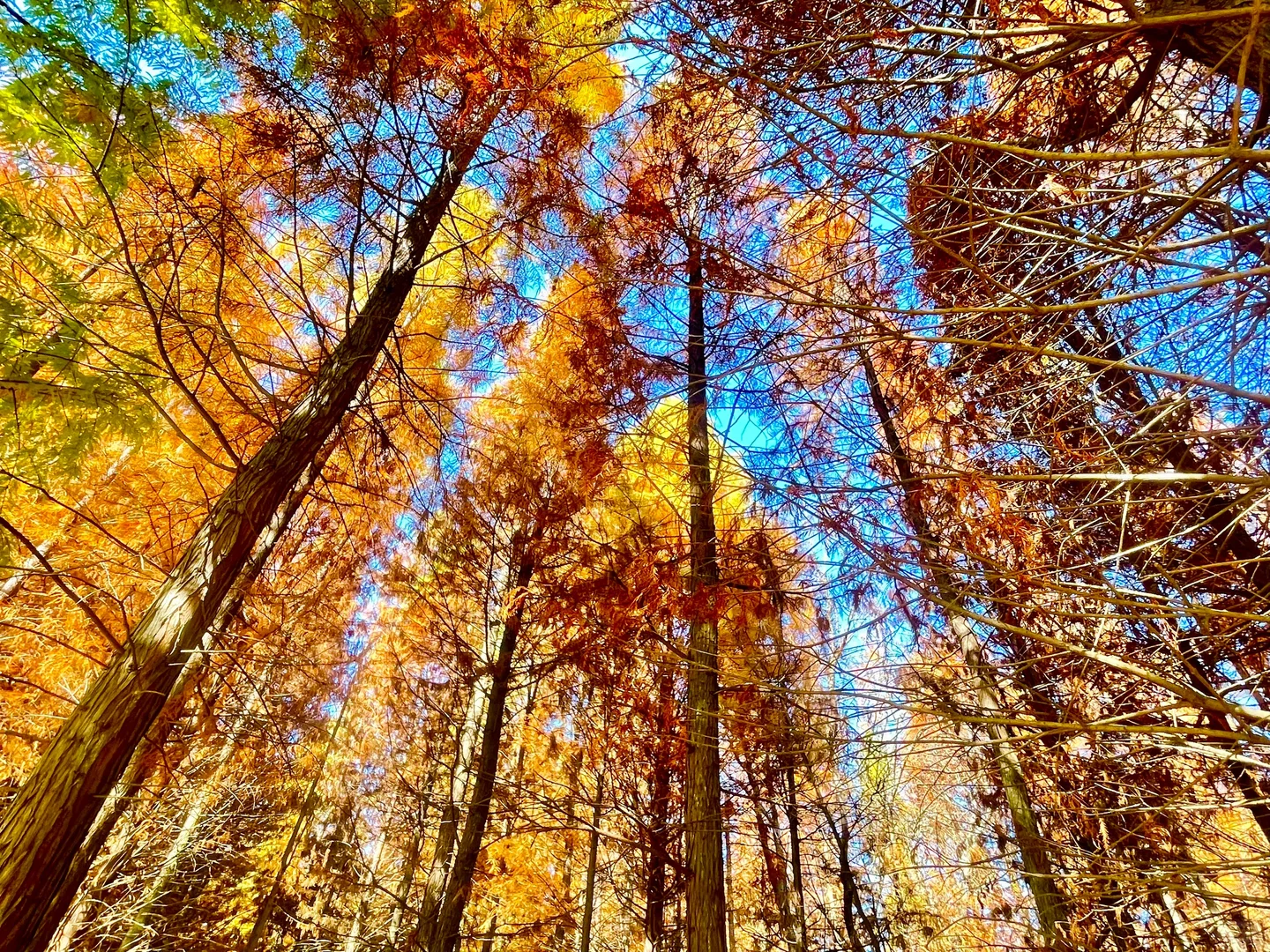 滇池南岸湿地边的水杉林被彻底染红了