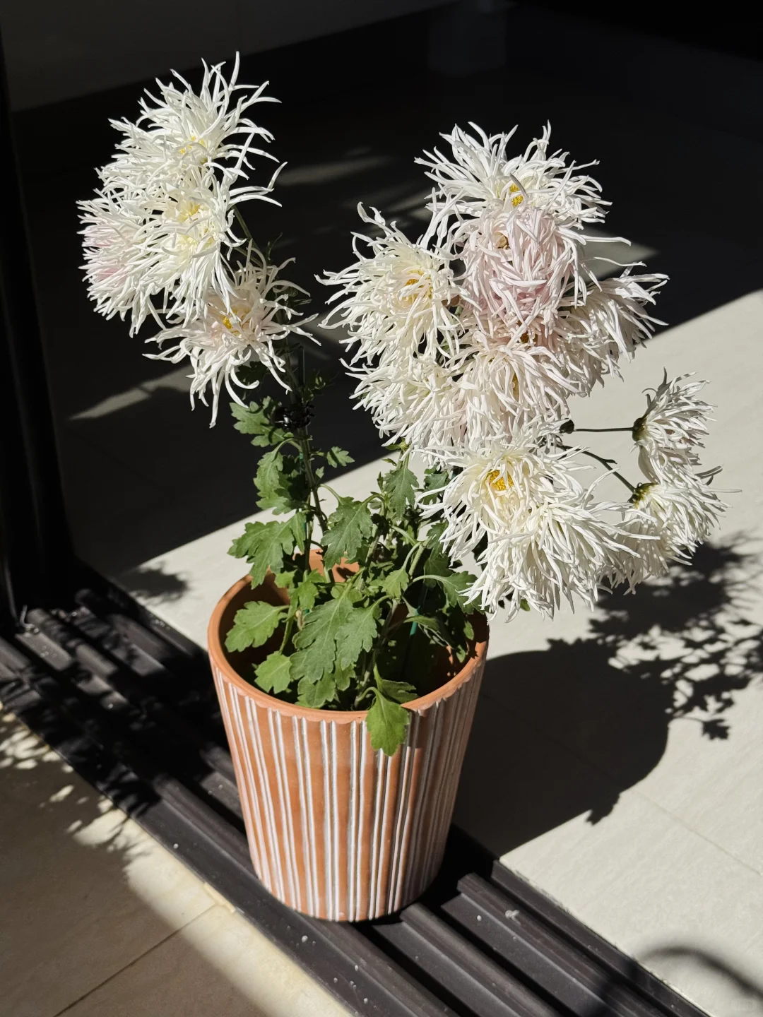 新花旧花都喜欢，一个娇艳欲滴，一个风情万种