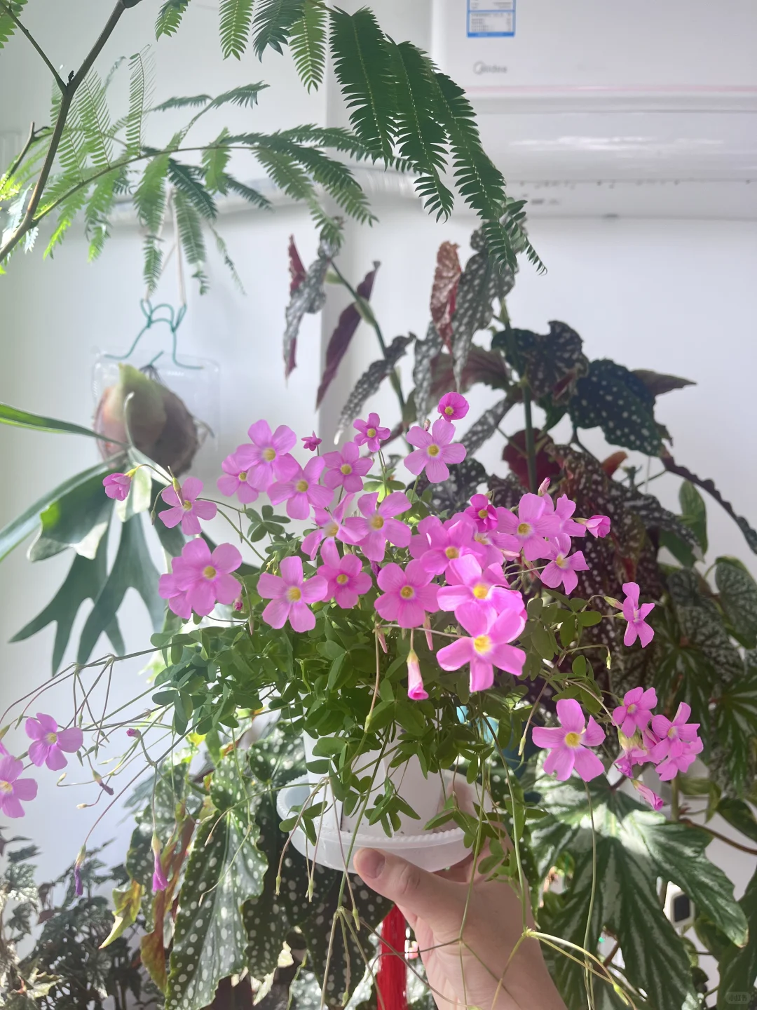 第一次种酢浆草大成功