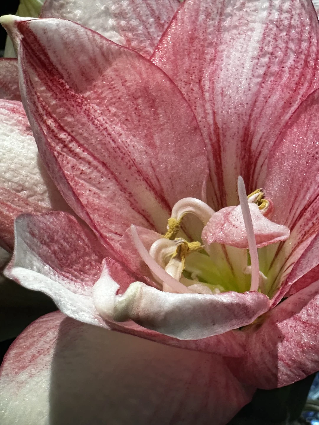 我养的朱顶红和自己生的人类幼崽
