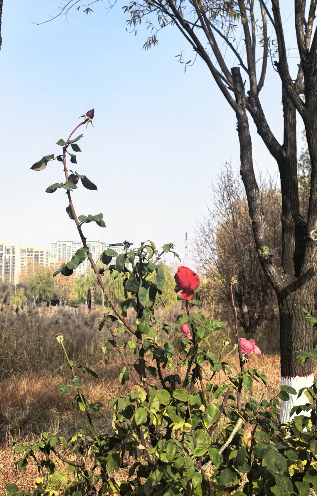 冬日月季花开愈显娇艳