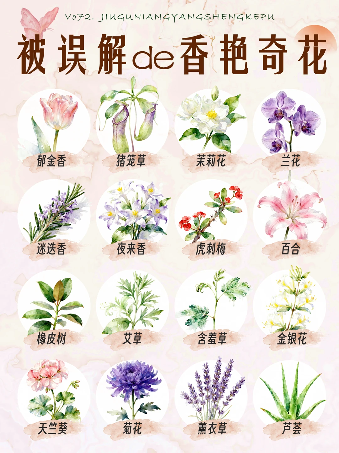 被误解的花｜16种被误解的香艳奇花