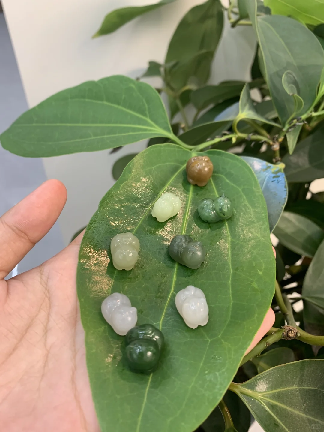 一波可爱的趴趴猫们来袭～