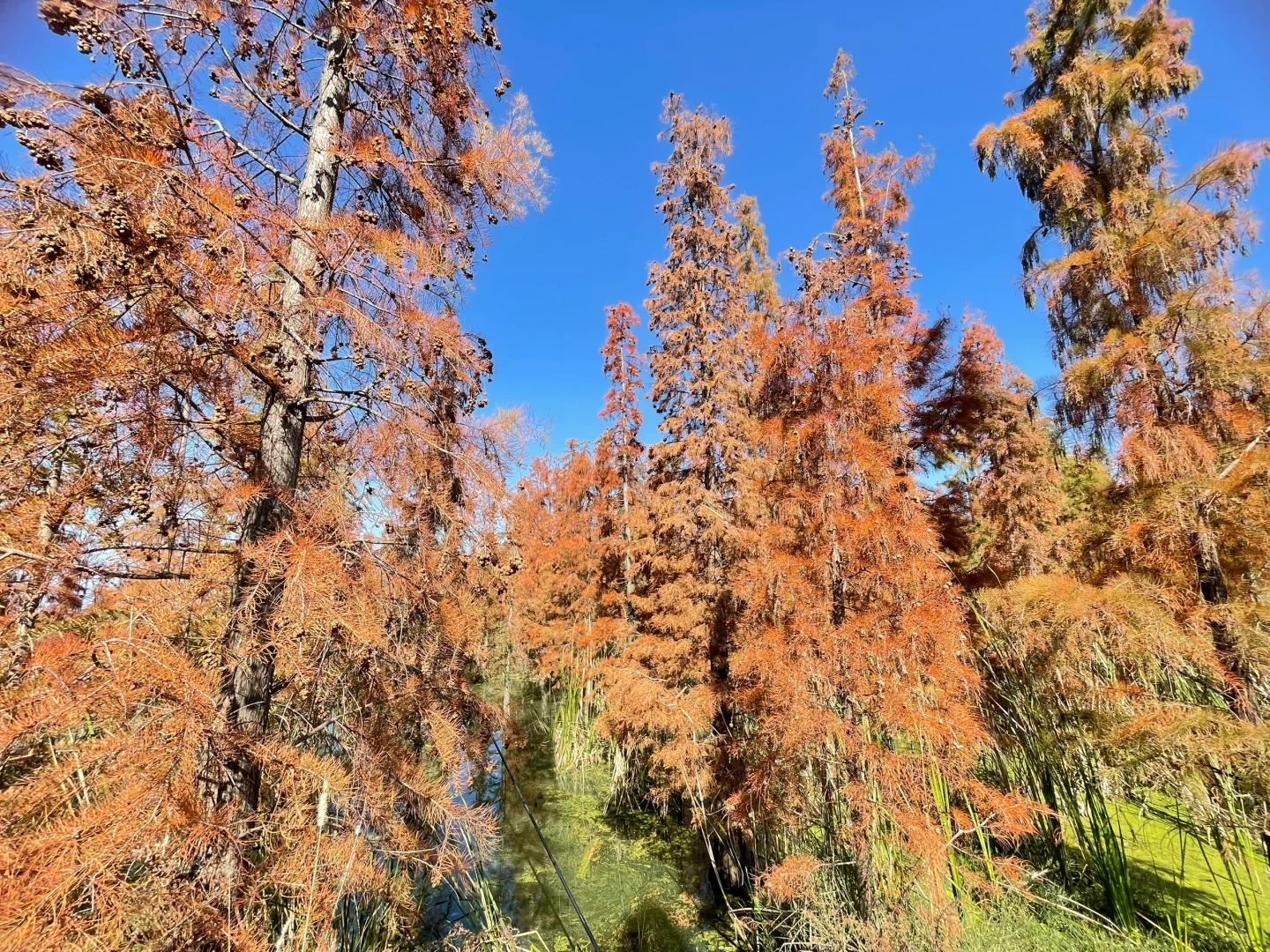 滇池南岸湿地边的水杉林被彻底染红了