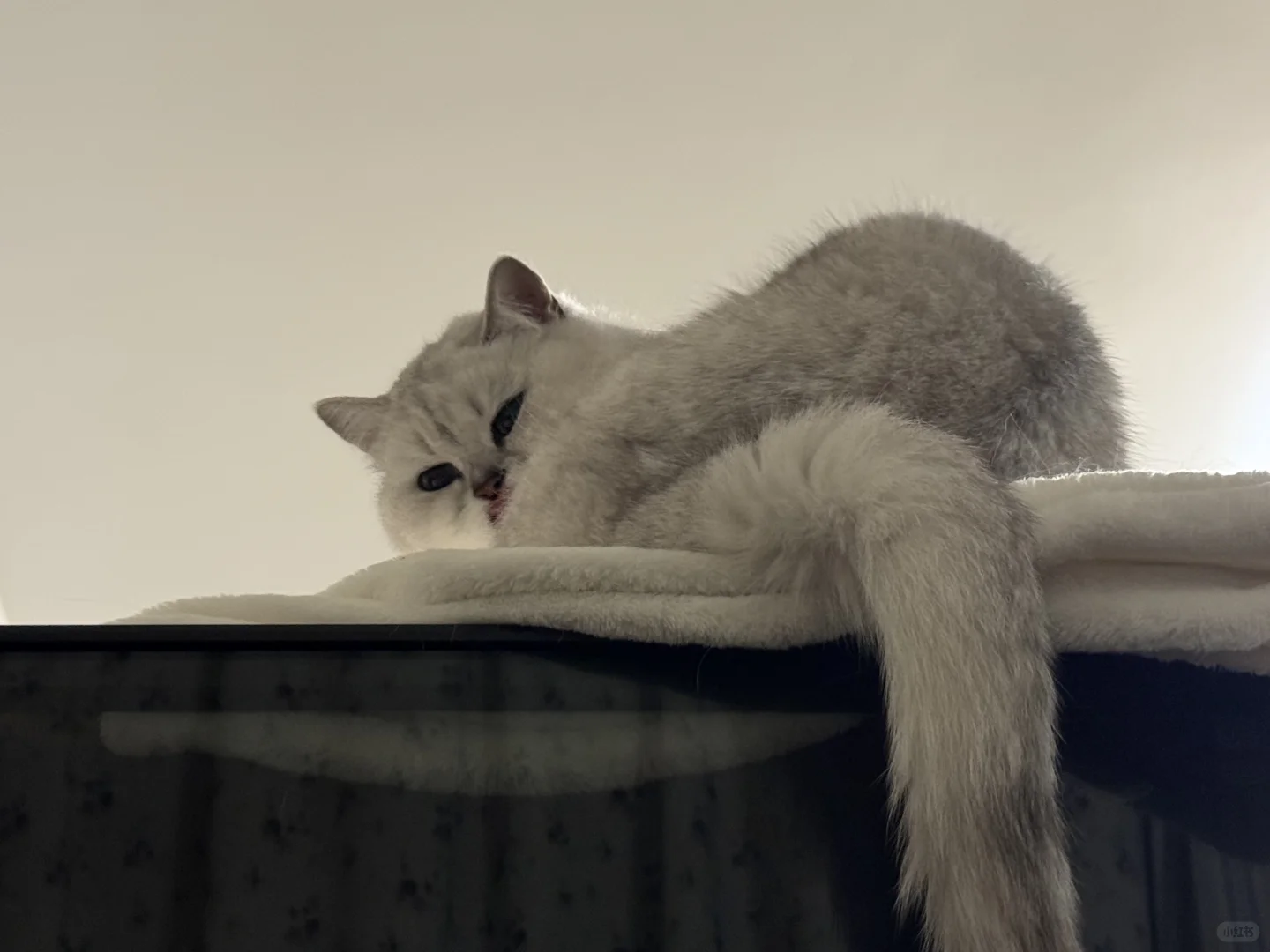 谁家猫咪抛媚眼呢