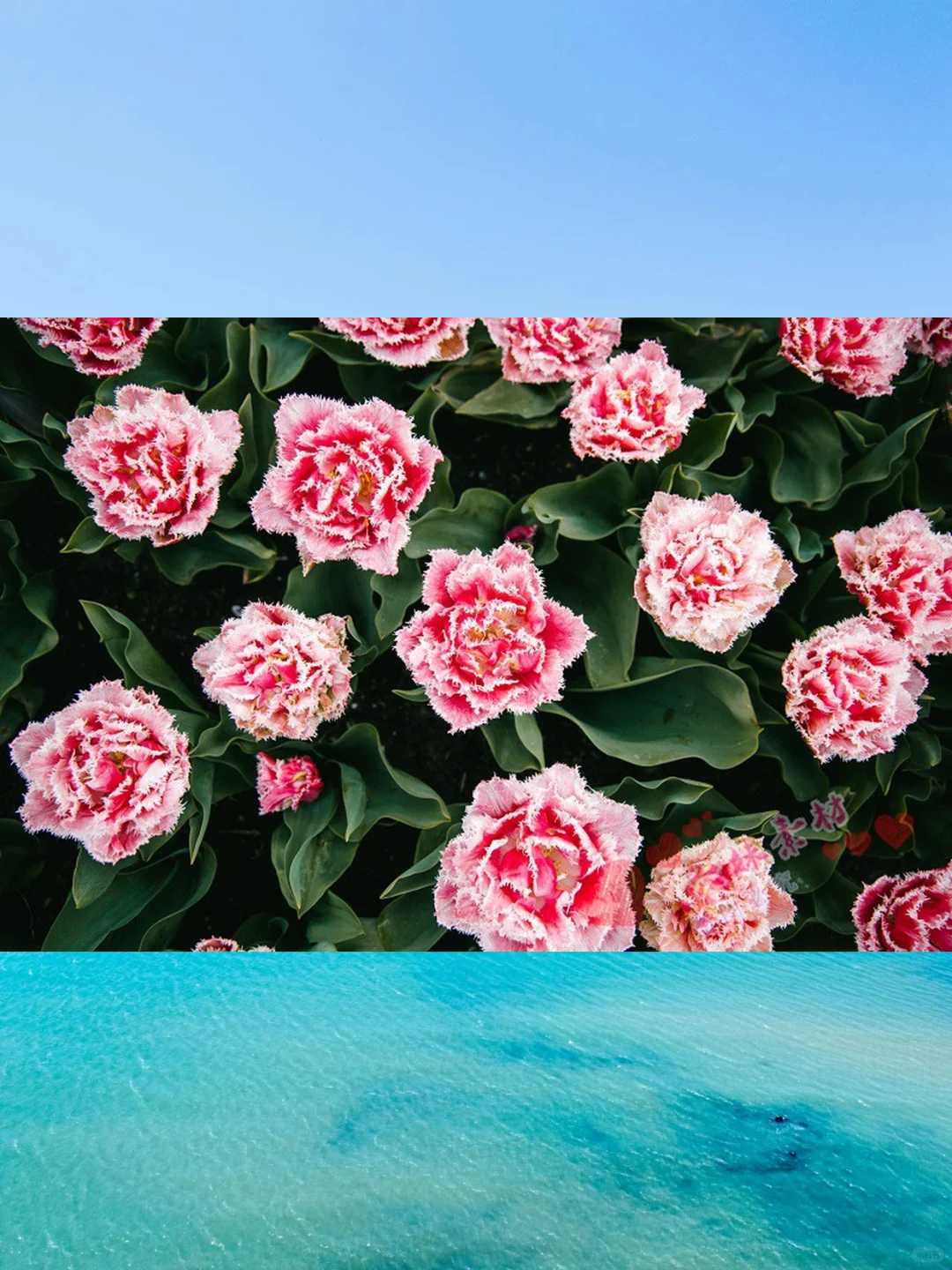 4K高清康乃馨图片母亲节摄影PS素材图库