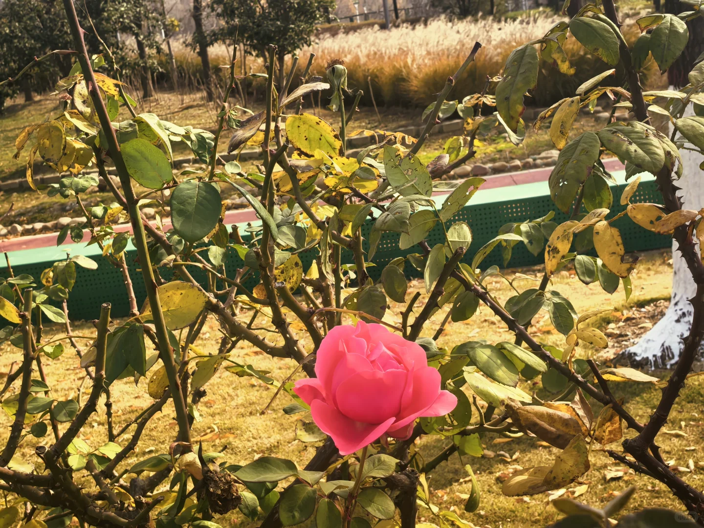 冬日月季花开愈显娇艳