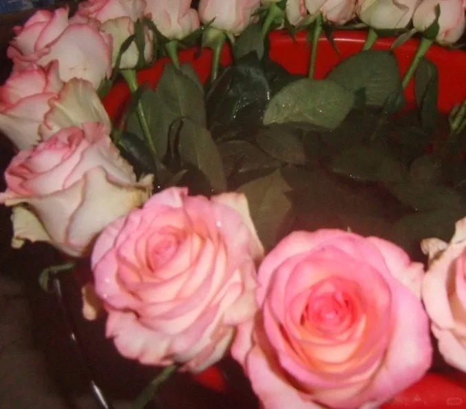 哪个女孩子会不爱呢